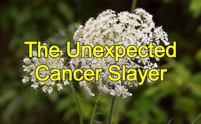 The Unexpected Cancer Slayer: Unmasking the Power of a Common Wildflower!